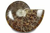 Polished Ammonite (Cleoniceras) Fossil - Madagascar #283330-1